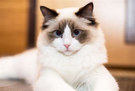 The Ragdoll Cat Breed: Personality, Care & More .